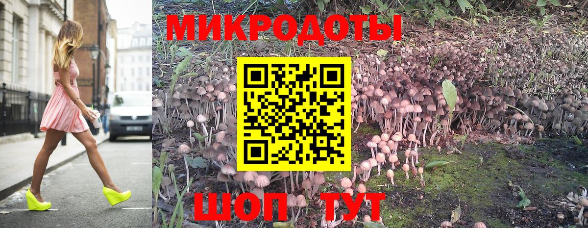 Галлюциногенные грибы Psilocybine cubensis Северск