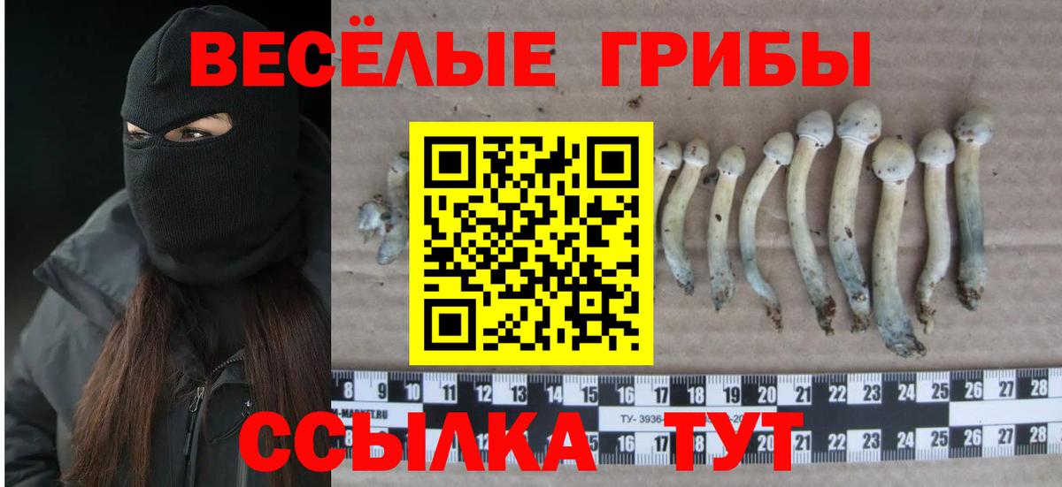 Северск  что такое наркотик  Вход с VPN  Псилоцибиновые грибы Psilocybe 